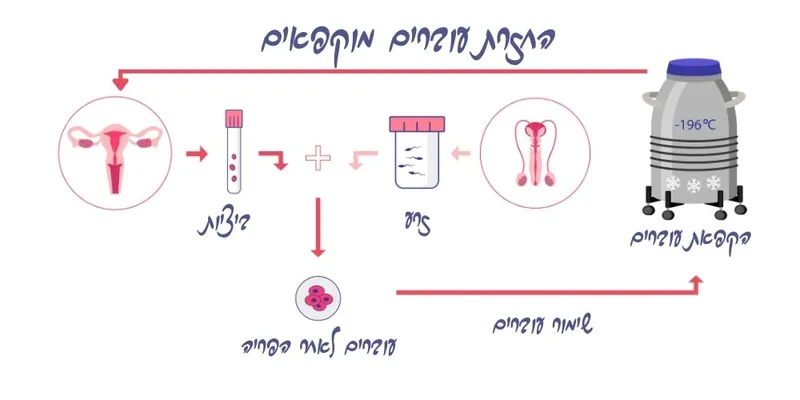החזרת עוברים - ד"ר אוסטרובסקי פולינה
